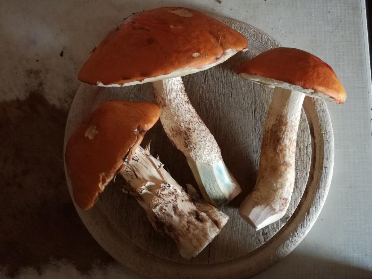 Horni Plana Guest House Eksteriør bilde